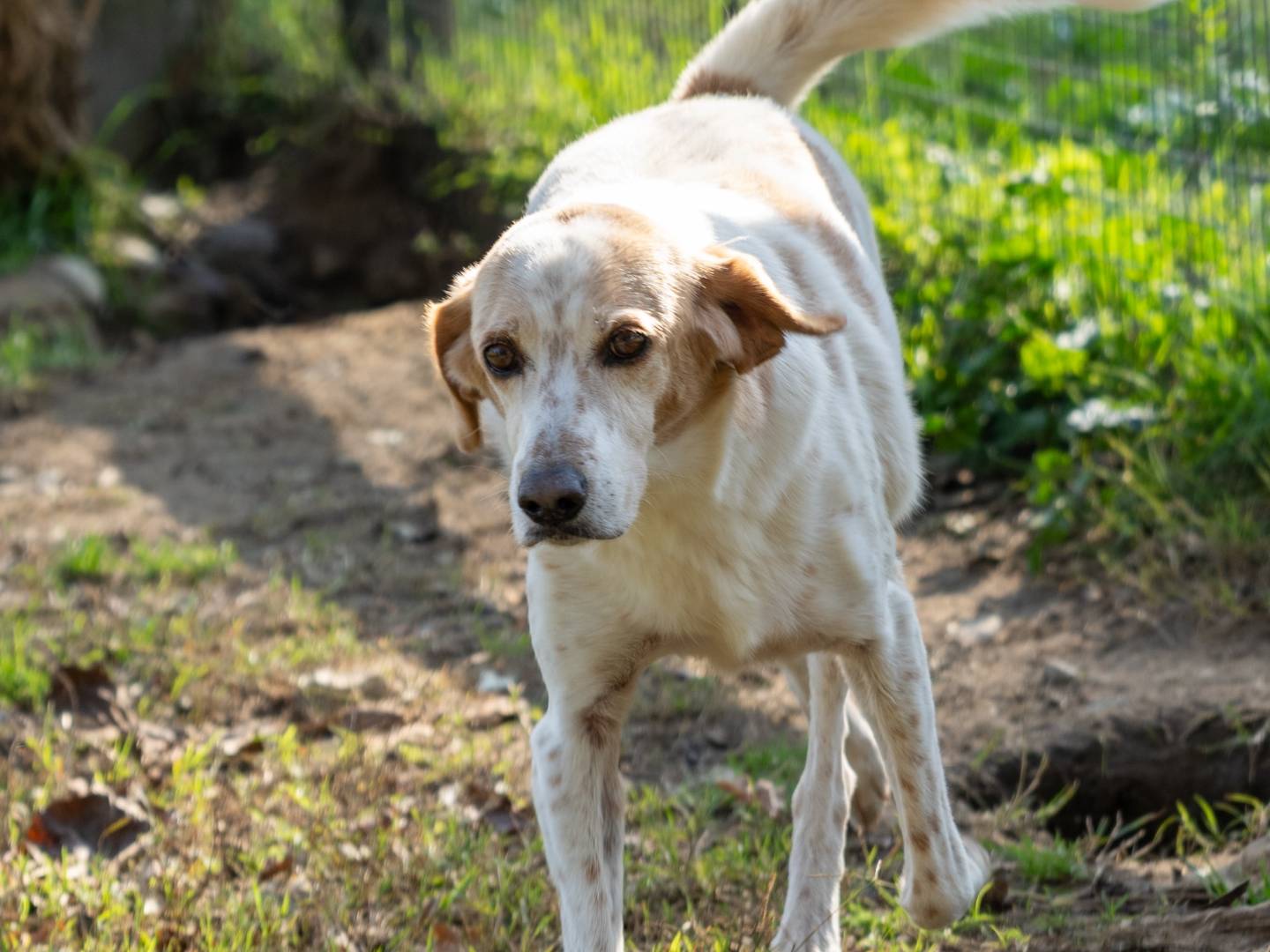 Adotta un cane, maschio, 15 anni  e 4 mesi , Pavia