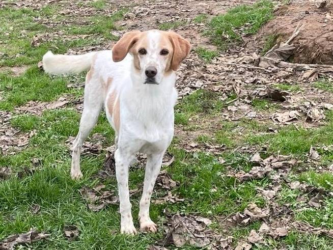 Adotta un cane, taglia media, maschio, Pavia