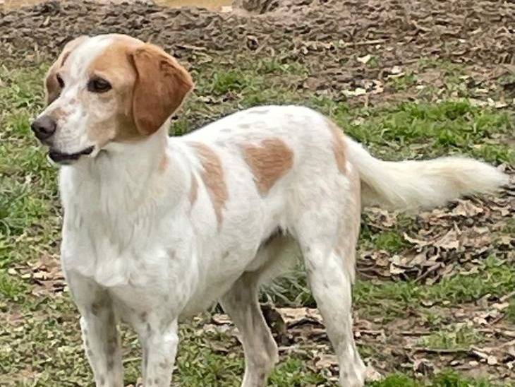 Vuoi adottare un cane a Pavia?