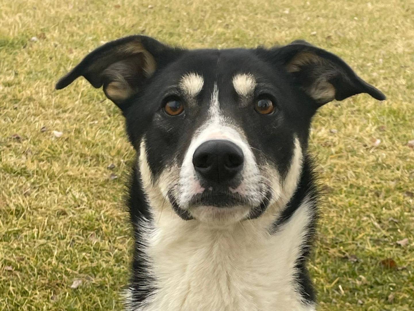Adotta un cane, taglia grande, maschio, Pavia