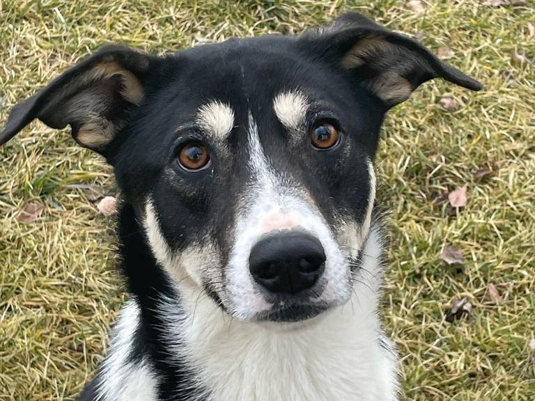 Vuoi adottare un cane a Pavia?