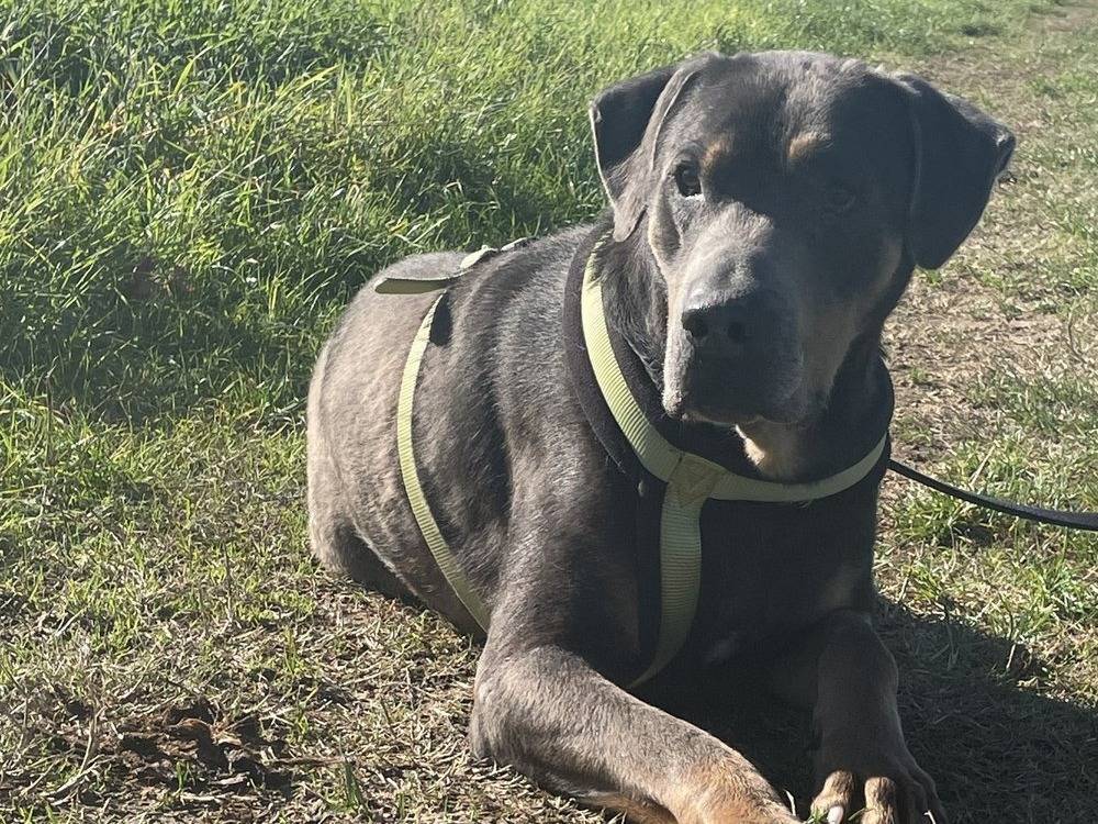 Adotta un cane, maschio, 13 anni  e 5 mesi , Pavia