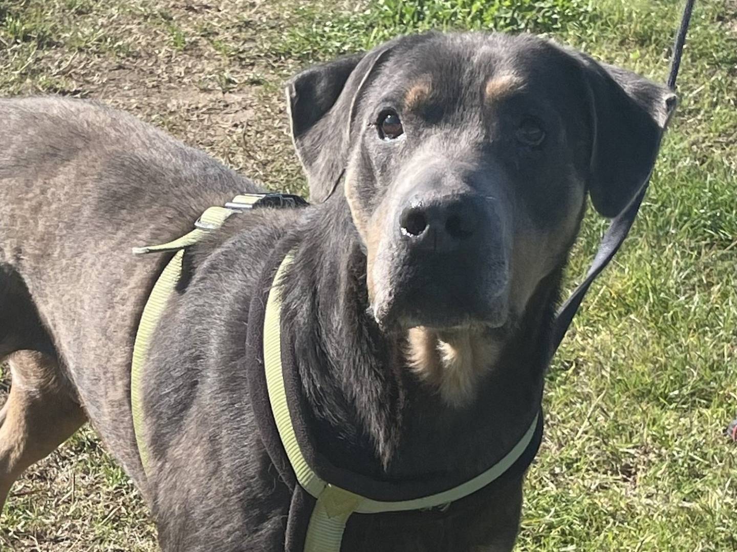 Adotta un cane, taglia gigante, maschio, Pavia