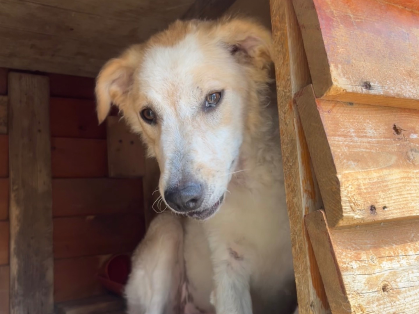 Adotta un cane, taglia media, femmina, Enna