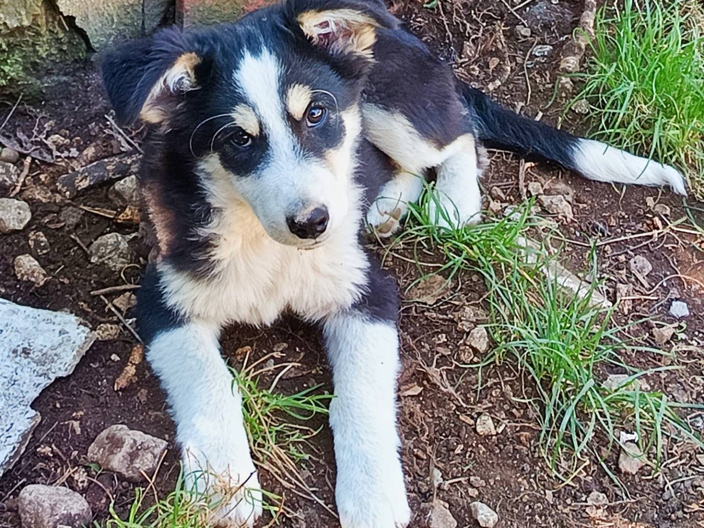 Adozione cane, maschio, meticcio, 1 anno e 3 mesi, taglia media contenuta, Benevento