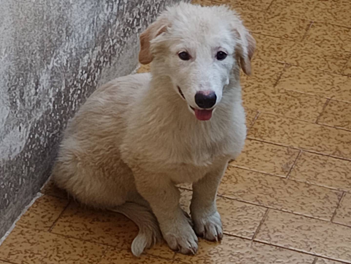 Adozione cane, femmina, meticcio, 1 anno e 2 mesi , taglia media, Benevento