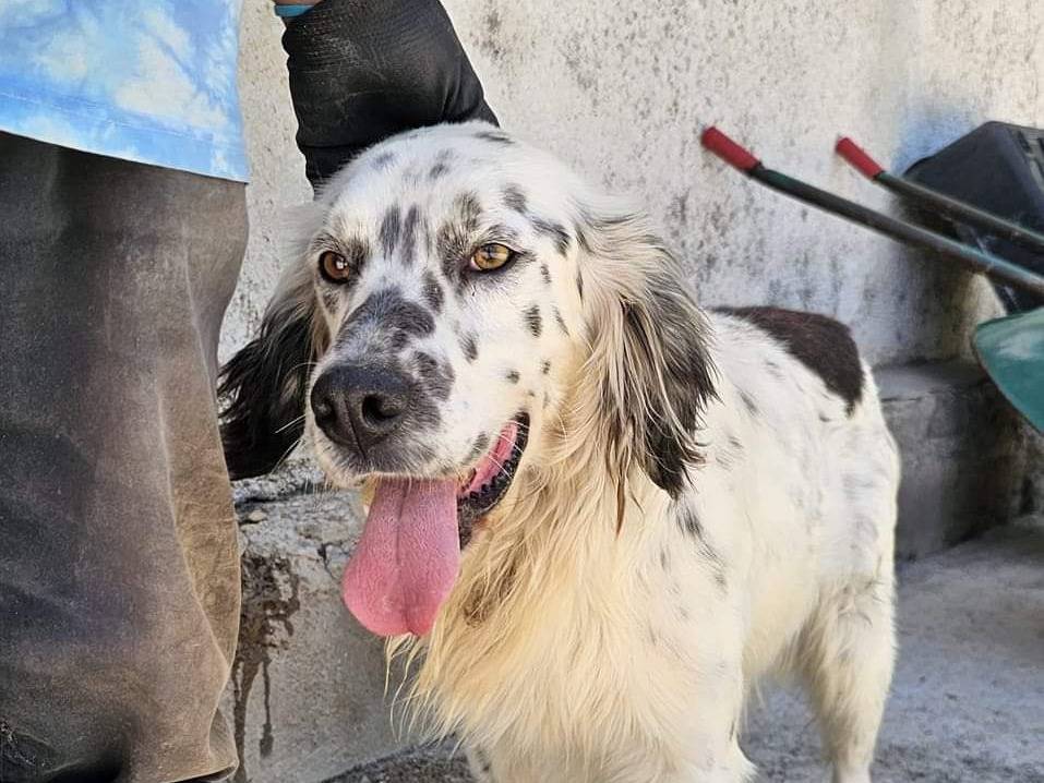 Foto dell'animale