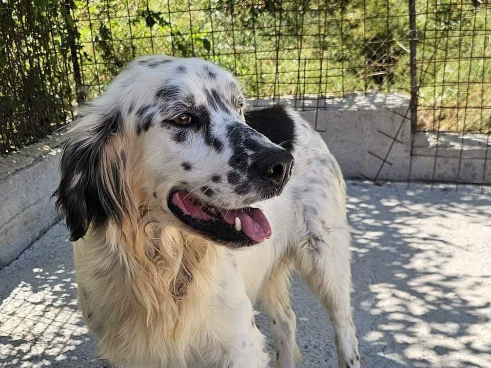 Adotta un cane, maschio, 5 anni  e 6 mesi , Potenza