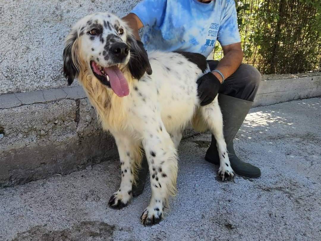Vuoi adottare un cane a Potenza?