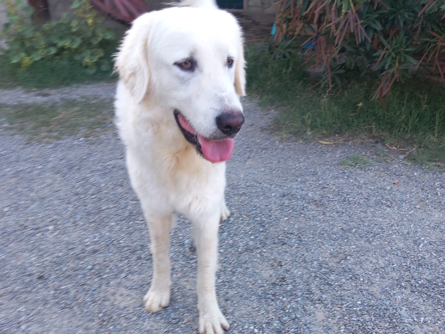 Adotta un cane, maschio, 1 anno e 6 mesi , Crotone