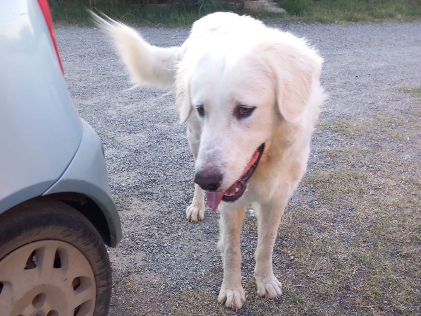 Adotta il cane CUCCIOLONE CHICCO a Crotone