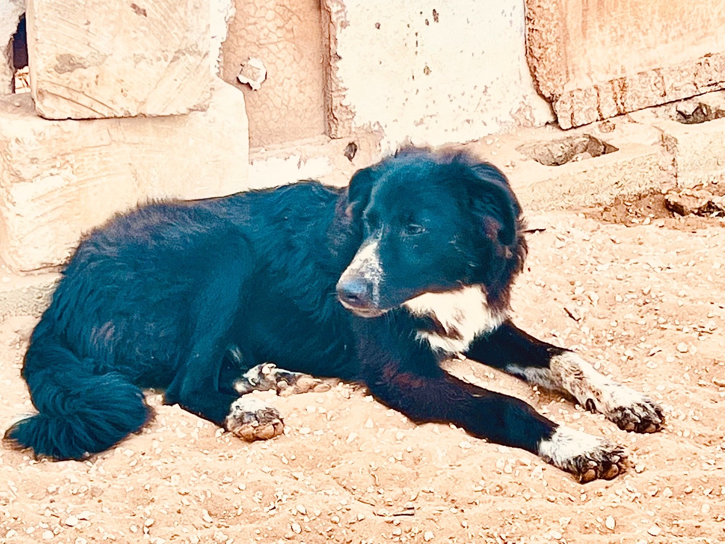 Foto dell'animale
