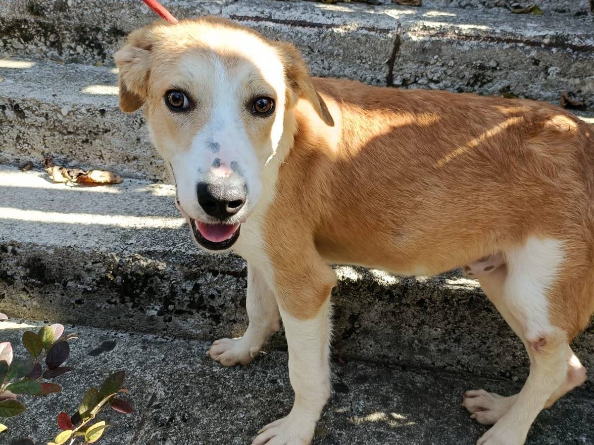 Adotta un cane, maschio, 1 anno e 3 mesi , Potenza