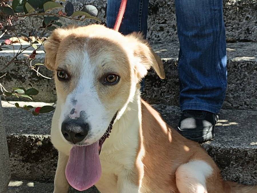 Adotta un cane, taglia media, maschio, Potenza
