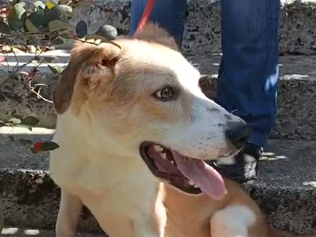 Vuoi adottare un cane a Potenza?