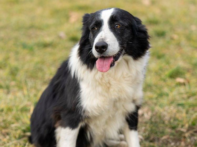 Adozione cane, femmina, Border Collie, 8 anni  e 1 mese, taglia media, Pavia