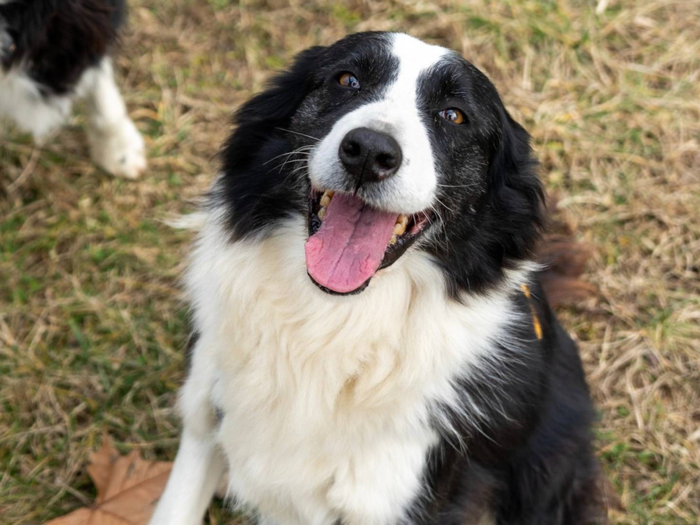 Adotta un cane, femmina, 7 anni  e 9 mesi , Pavia