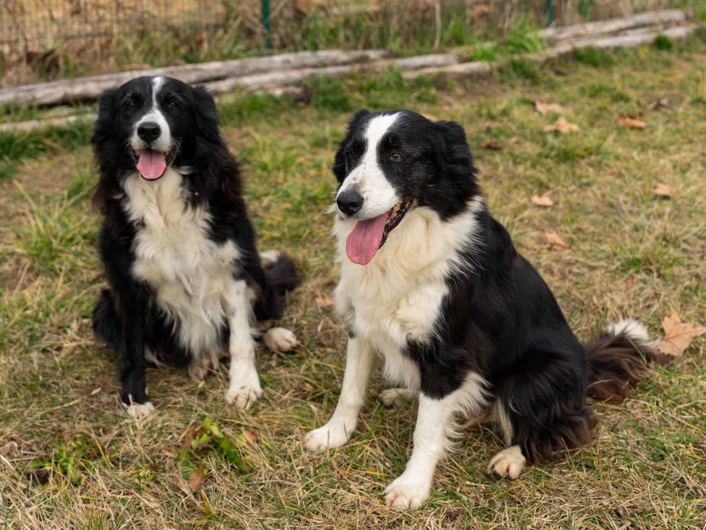 Adotta un cane, taglia media, femmina, Pavia