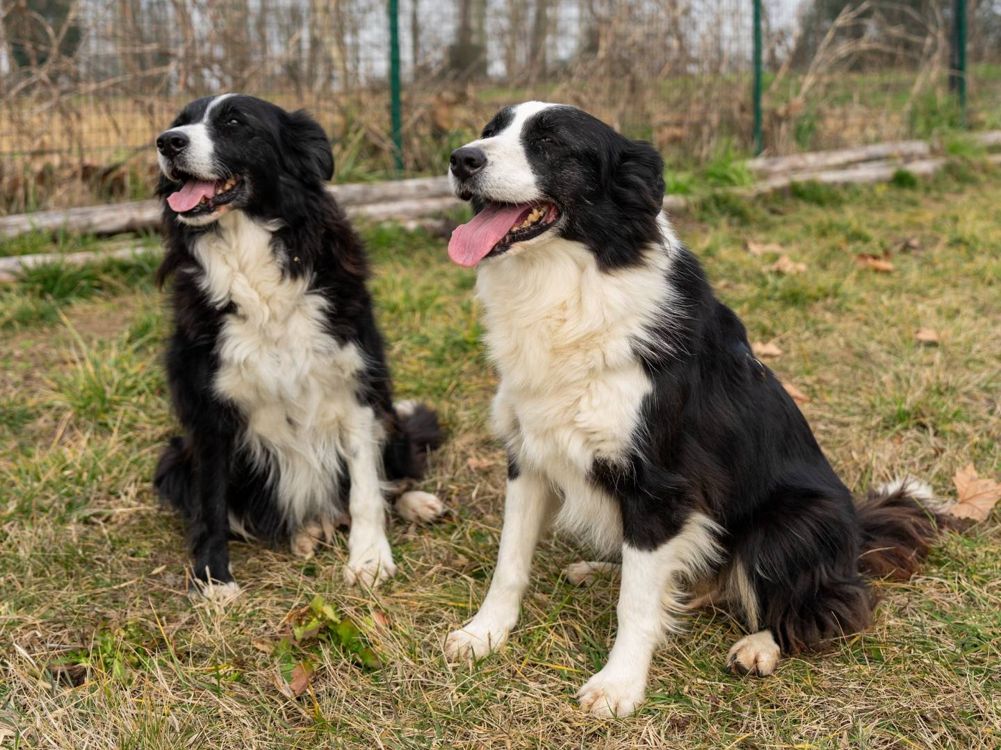 Vuoi adottare un cane a Pavia?