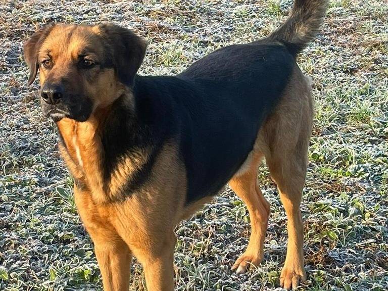 Adotta un cane, maschio, 5 anni  e 5 mesi , Pavia