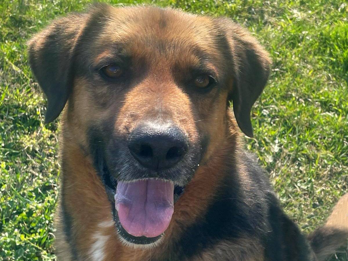 Adotta un cane, taglia media, maschio, Pavia