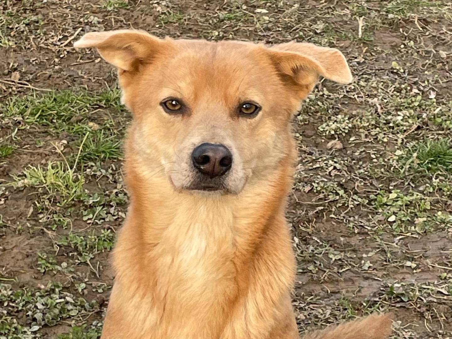 Adotta un cane, taglia media contenuta, maschio, Pavia
