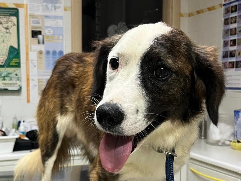 Adozione cane, maschio, meticcio, 2 anni e 11 mesi, taglia media, Siracusa