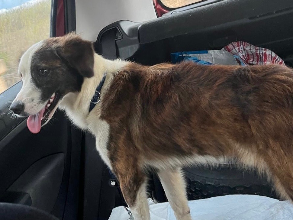 Adotta un cane, maschio, 2 anni e 11 mesi, Siracusa