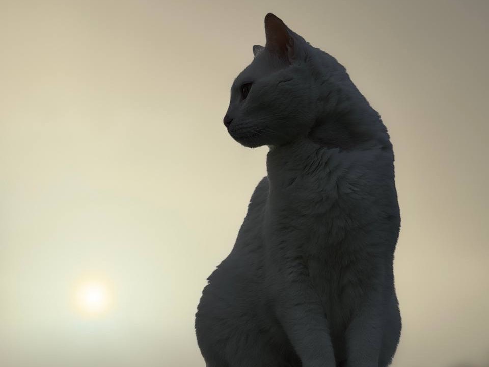 Adotta un gatto, maschio, 5 anni , Ancona