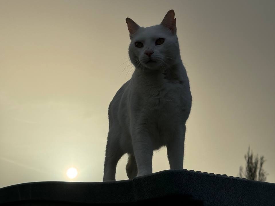 Adotta un gatto, taglia non valida, maschio, Ancona
