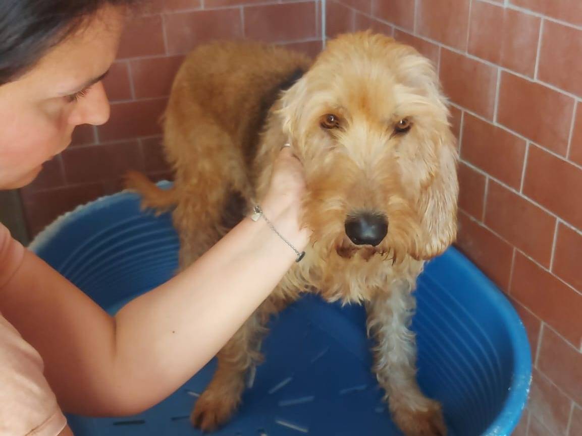 Adozione cane, maschio, meticcio, 6 anni  e 3 mesi , taglia media contenuta, Caserta