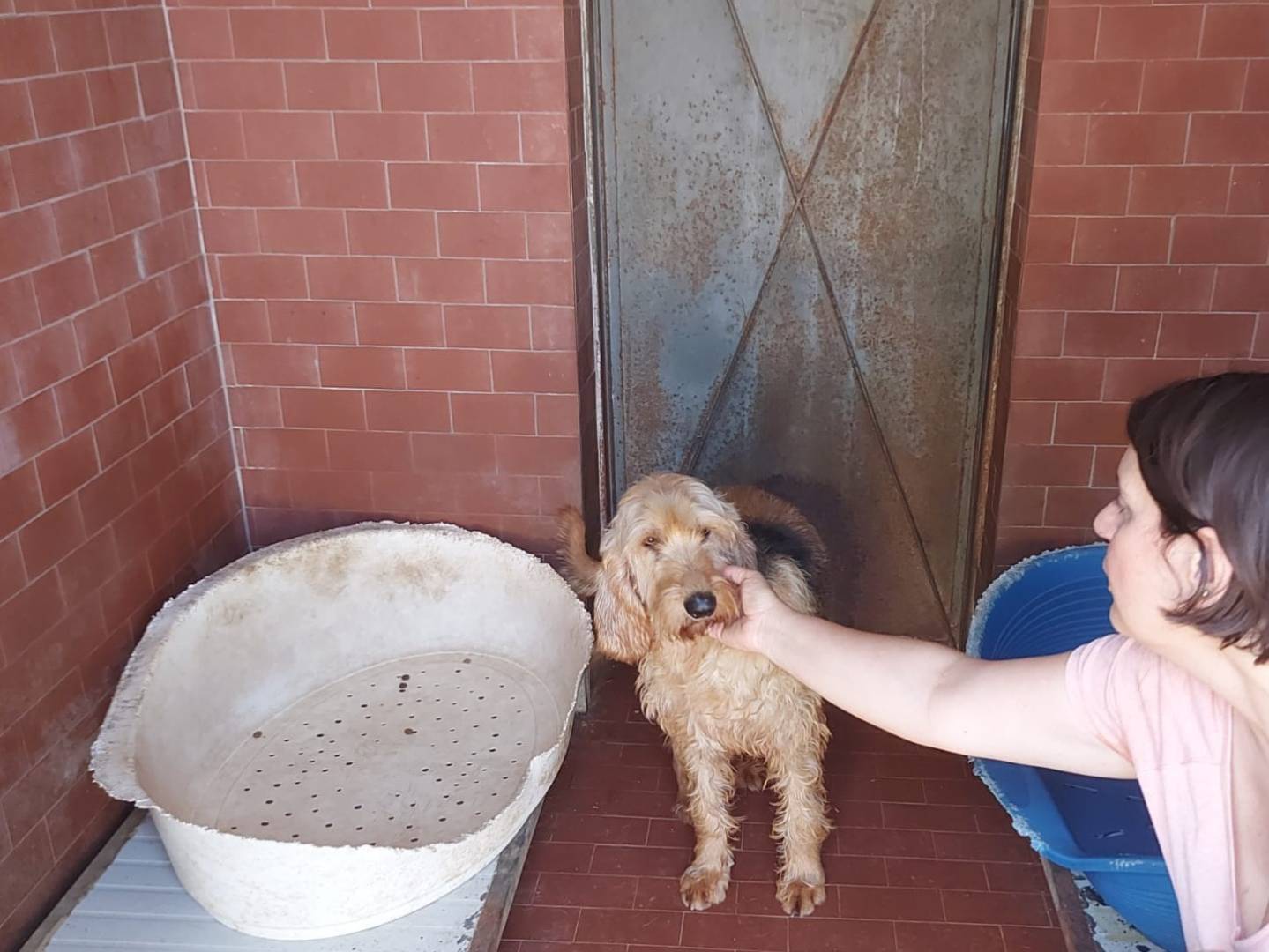 Adotta un cane, maschio, 6 anni  e 3 mesi , Caserta