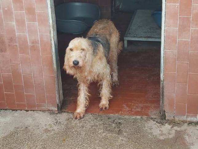 Adotta un cane, taglia media contenuta, maschio, Caserta