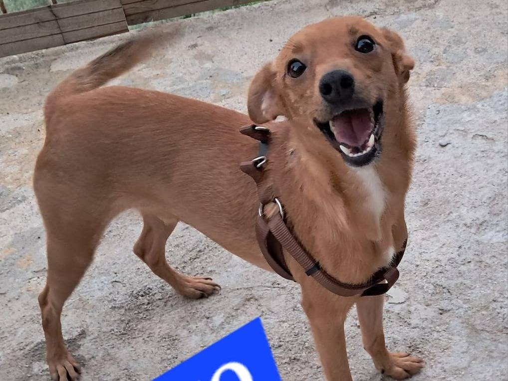 Adozione cane, maschio, meticcio, 2 anni e 7 mesi, taglia piccola, Catania