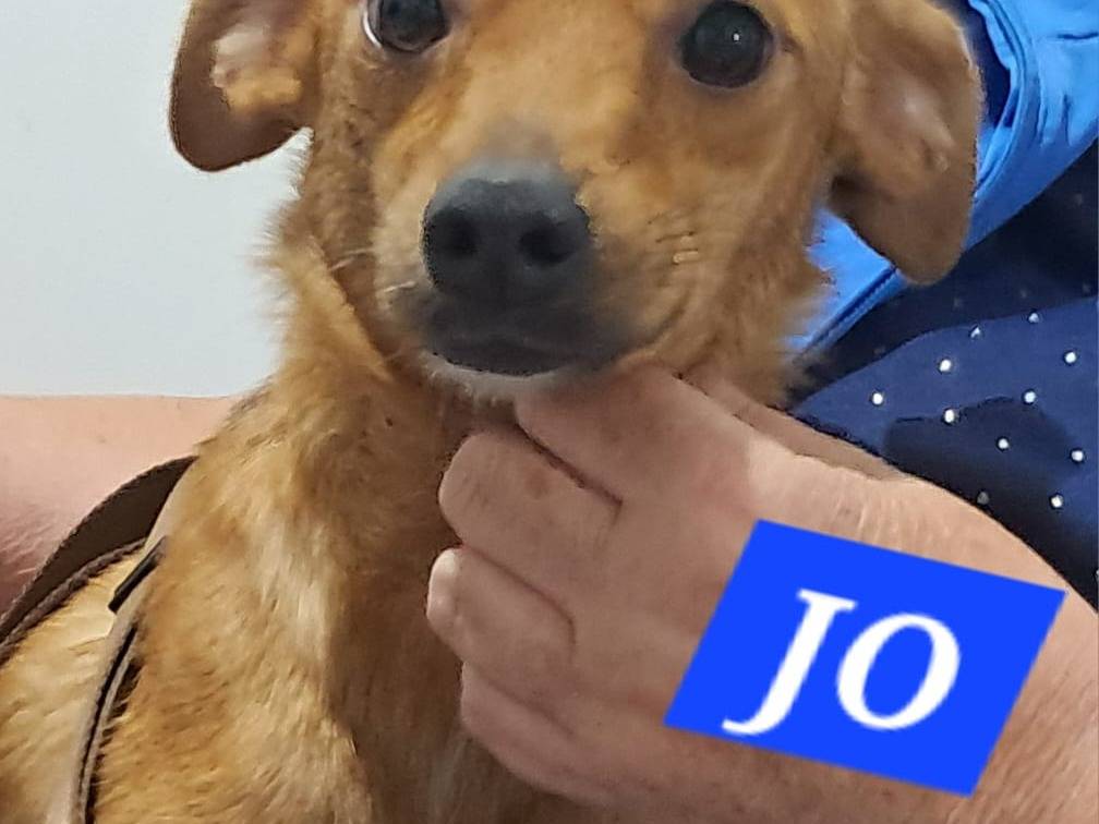 Adotta un cane, maschio, 2 anni e 7 mesi, Catania