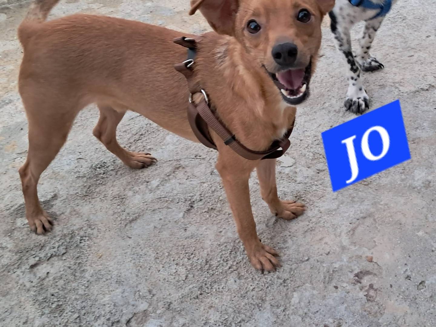 Adotta un cane, taglia piccola, maschio, Catania