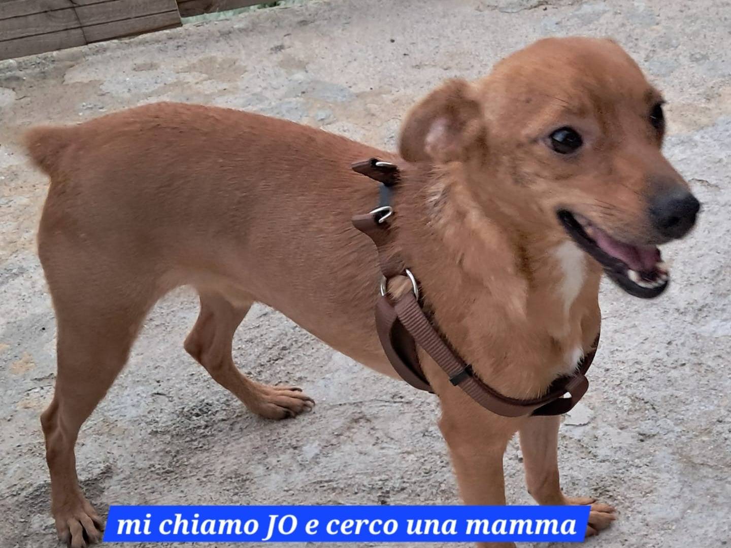 Adotta il cane Jo a Catania