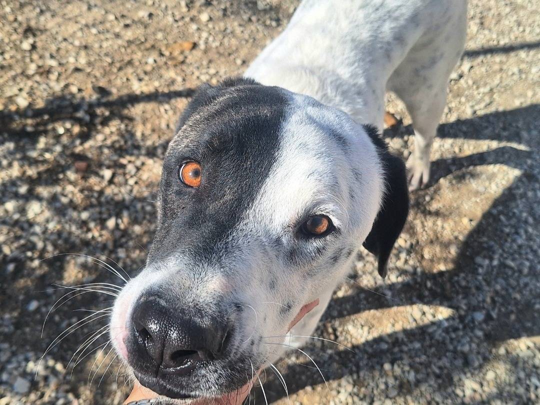 Vuoi adottare un cane a Teramo?