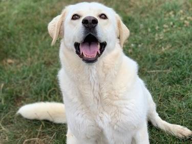 Adotta un cane, femmina, 4 anni  e 7 mesi , Frosinone