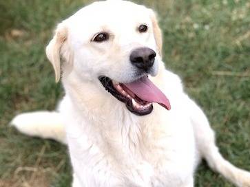 Adotta un cane, taglia grande, femmina, Frosinone