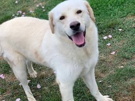 Vuoi adottare un cane a Frosinone?