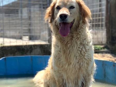 Adotta un cane, taglia grande, femmina, Frosinone