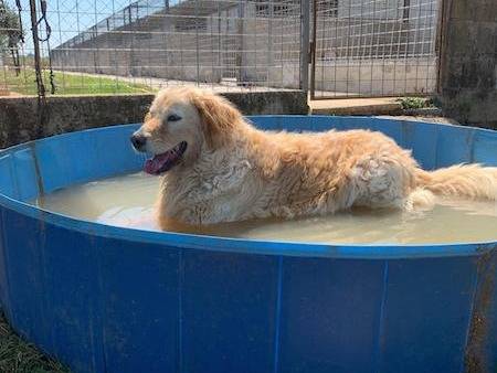 Adotta il cane Lola a Frosinone