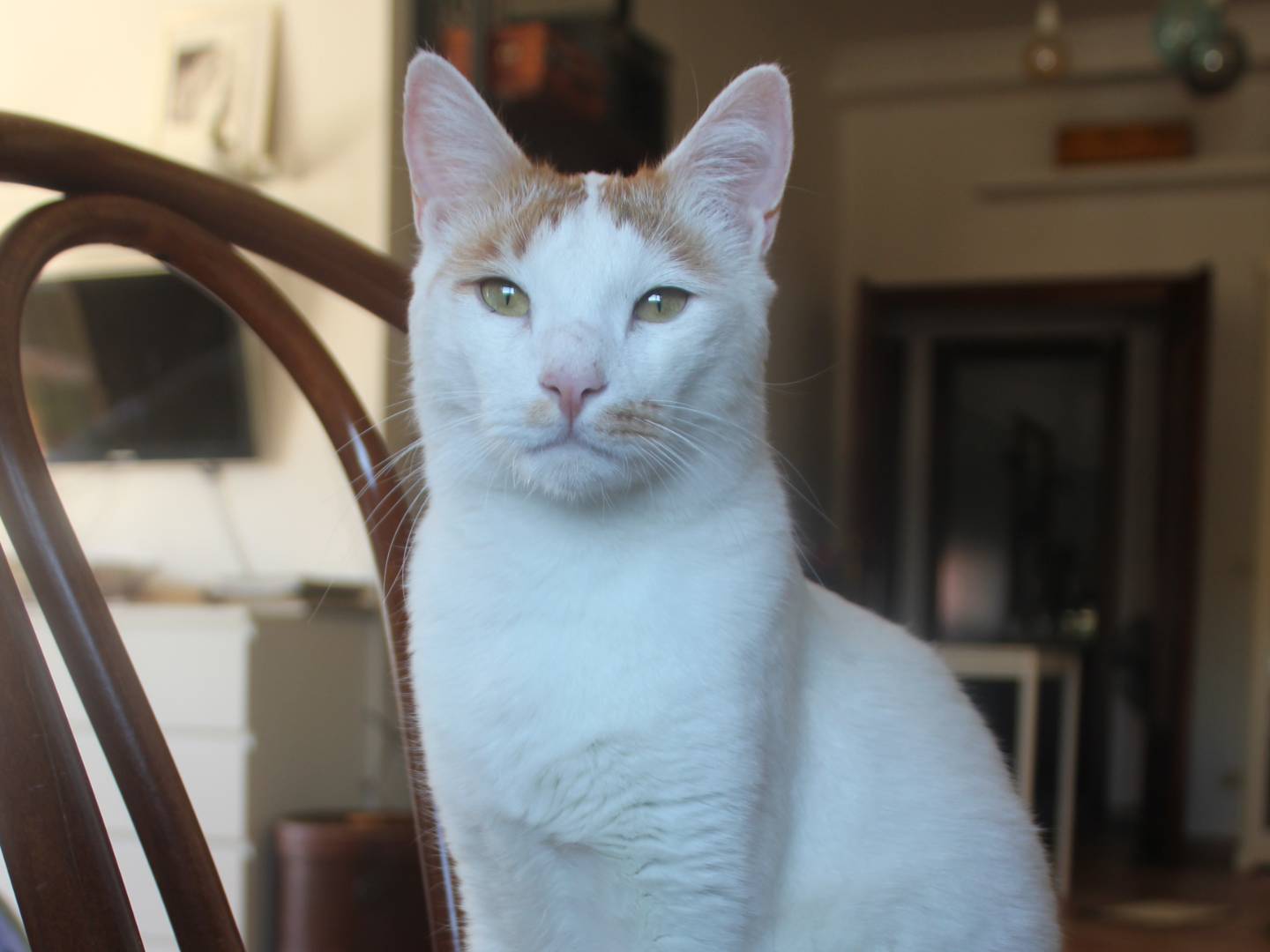 Foto dell'animale