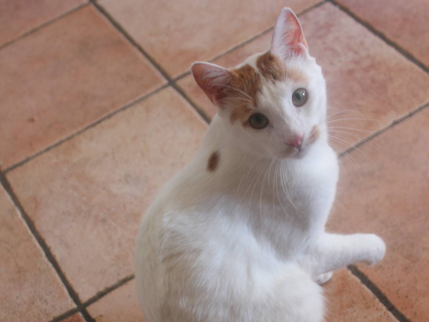 Adotta un gatto, maschio, 2 anni  e 4 mesi , Roma