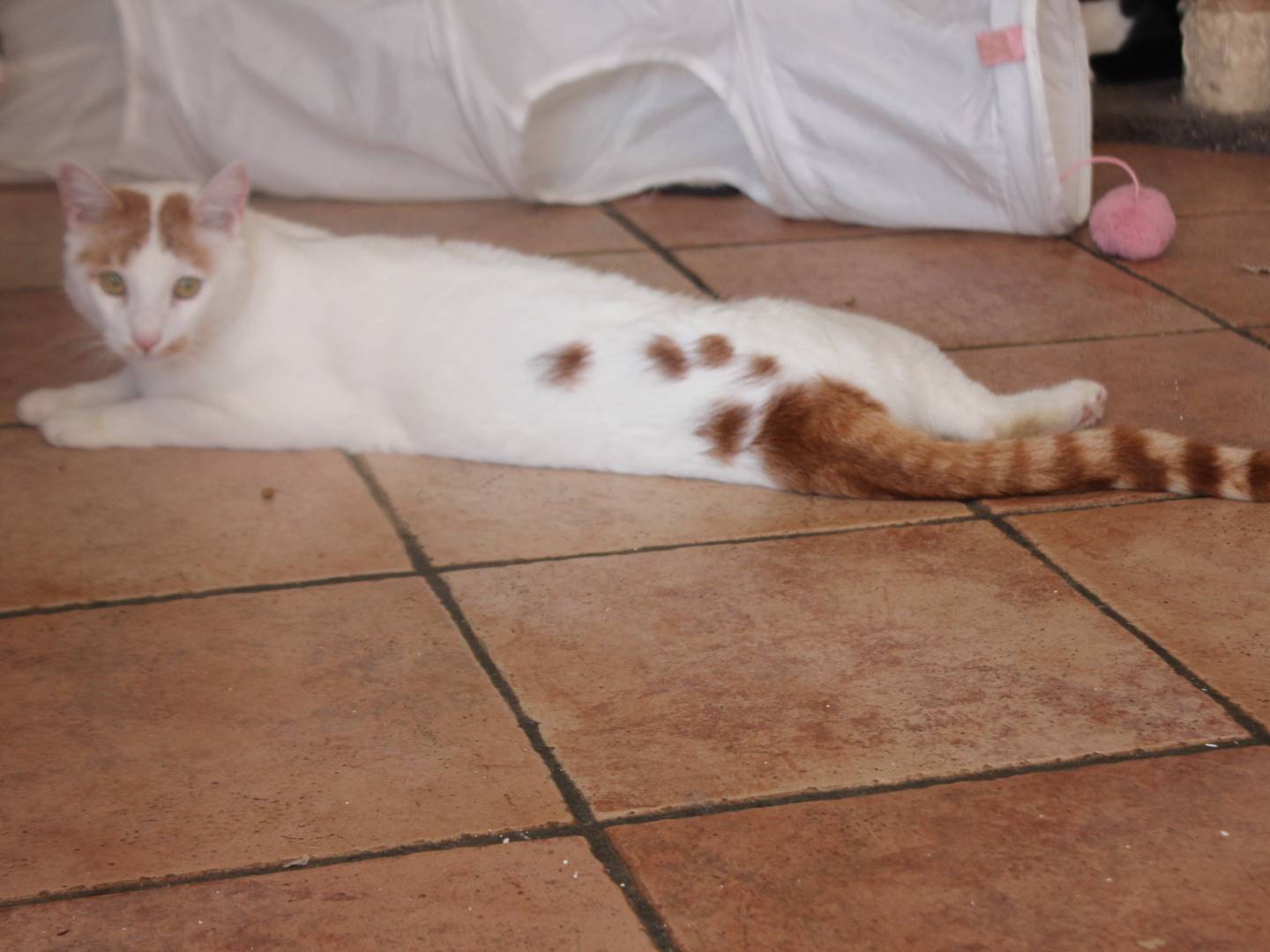 Adotta un gatto, taglia non valida, maschio, Roma