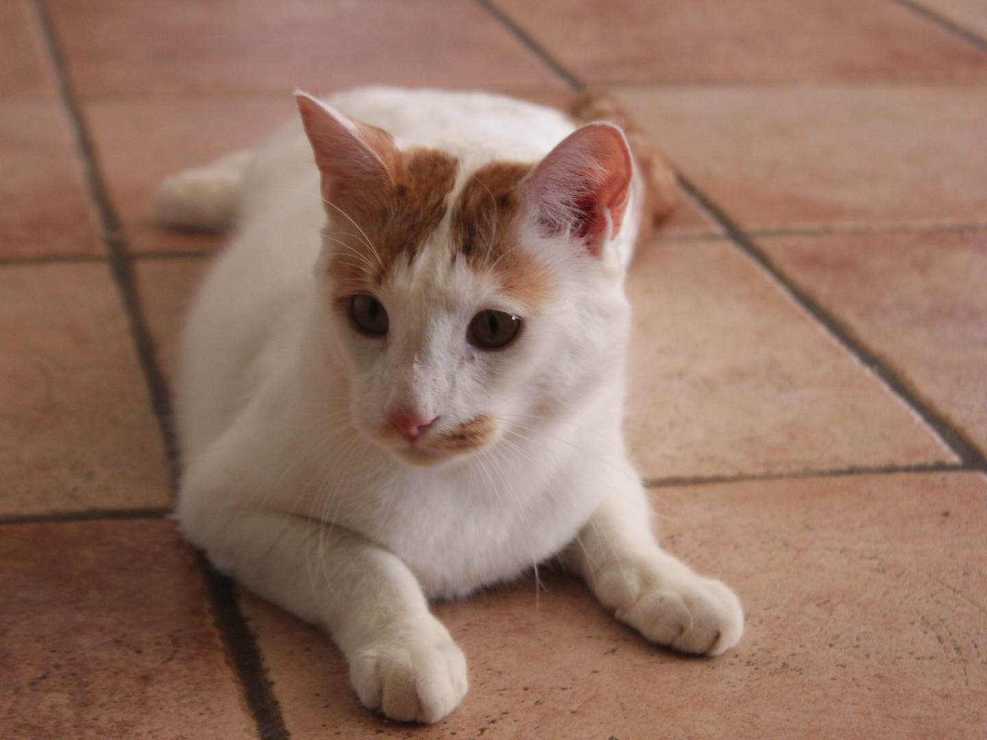 Adotta il gatto ZIGGY a Roma