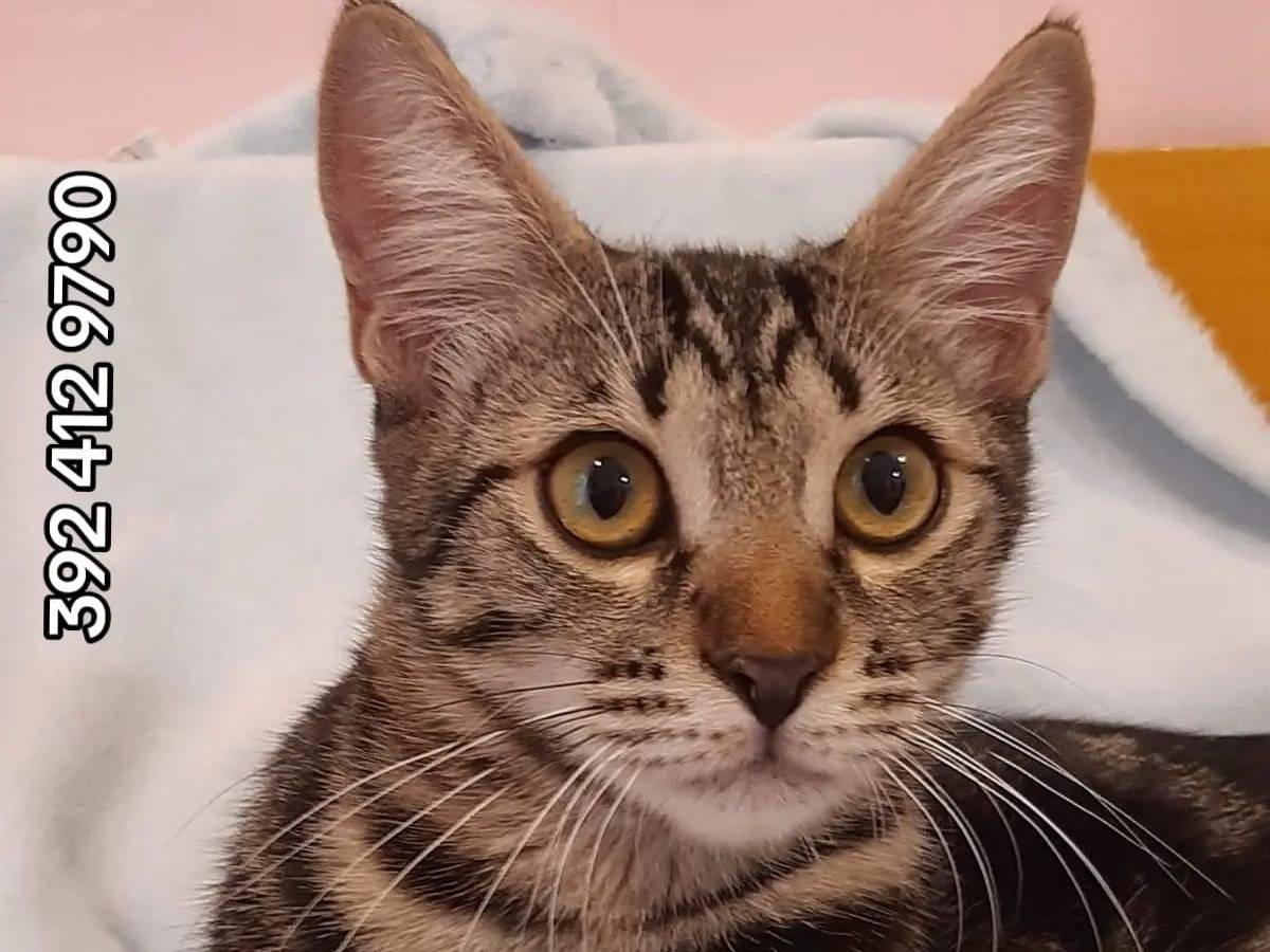 Adotta un gatto, maschio, 2 anni e 4 mesi, Roma