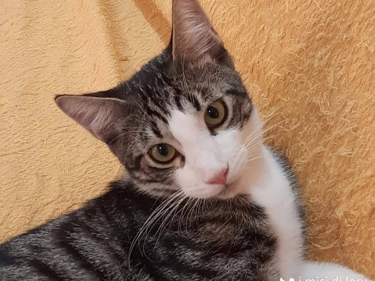 Adotta un gatto, taglia non valida, maschio, Roma