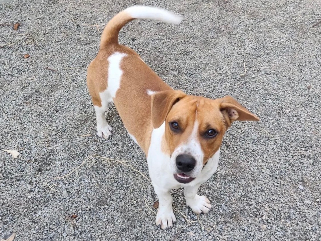Adozione cane, maschio, meticcio, 1 anno e 8 mesi , taglia media contenuta, Vibo